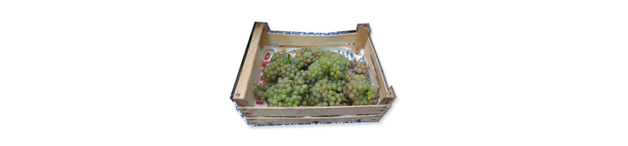 La vendemmia