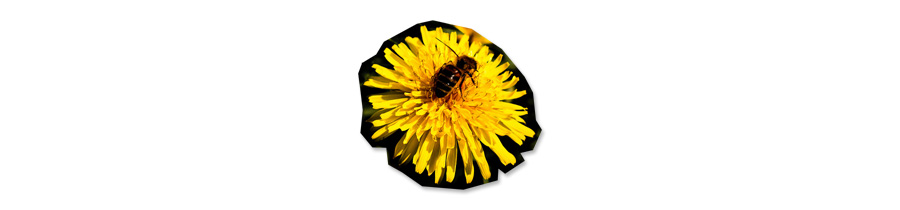 Dal fiore al vasetto
